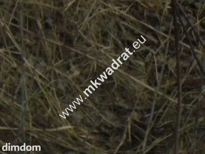 Ciekawa działka inwestycyjna w Pęcicach Małych - 4