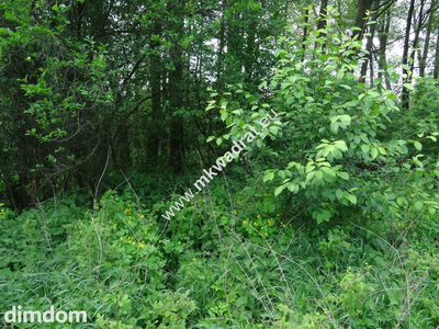 ⭐⭐⭐⭐⭐ Dwie działki 1900 + 3600m2 ⭐⭐⭐⭐⭐ - 3