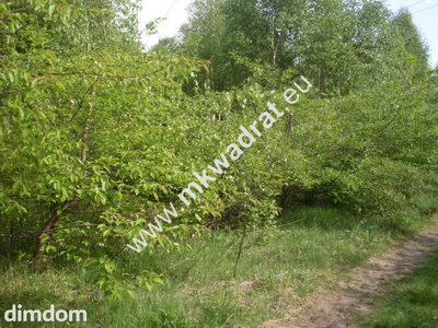 Milanówek 1737m2 północna część miasta - 4