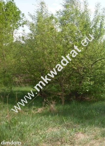 Milanówek 1737m2 północna część miasta - 5