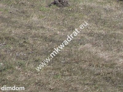 Przepiękna działka w Żelazowej Woli - 5