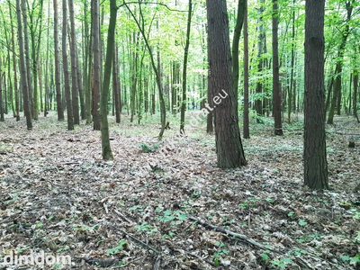 DZIAŁKI LEŚNE Z PRAWEM ZABUDOWY - 3