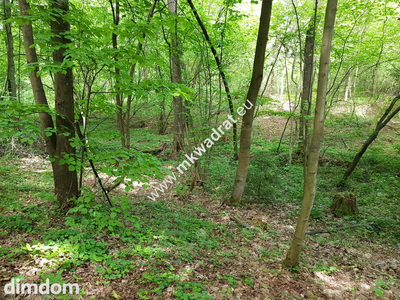 DZIAŁKI LEŚNE Z PRAWEM ZABUDOWY - 5