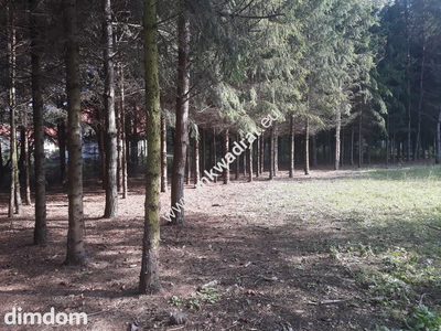 Atrakcyjna działka w Osowcu