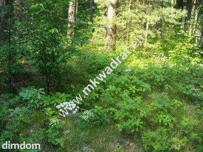 Działka leśna z prawem zabudowy - 4