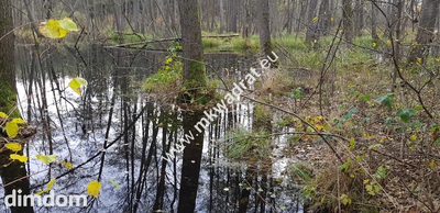 Duża działka siedliskowa 1,37 ha, media, prostokąt