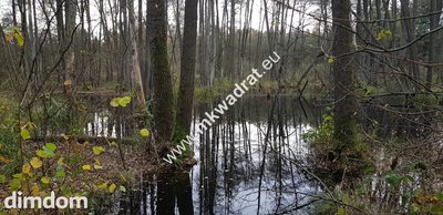 Duża działka siedliskowa 1,37 ha, media, prostokąt - 3