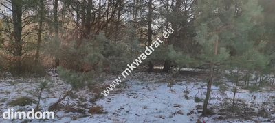 Ładna zalesiona działka z MPZP Ojrzanów - 3