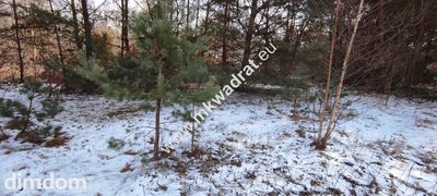 Ładna zalesiona działka z MPZP Ojrzanów - 5