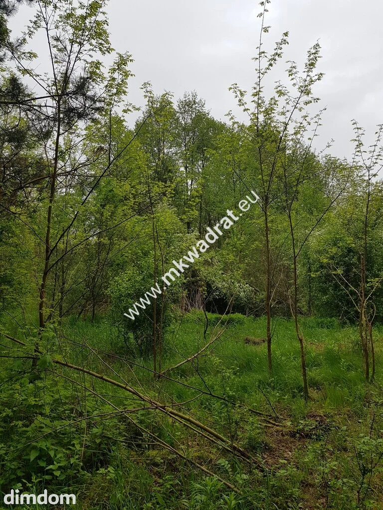 Korabiewice działka leśna - 105614395.jpg