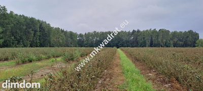Duża działka, OSIEDLE/USŁUGI, MPZP - OKAzJA!