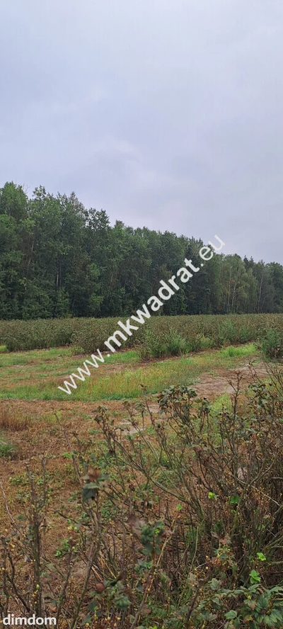 Duża działka, OSIEDLE/USŁUGI, MPZP - OKAzJA! - 2