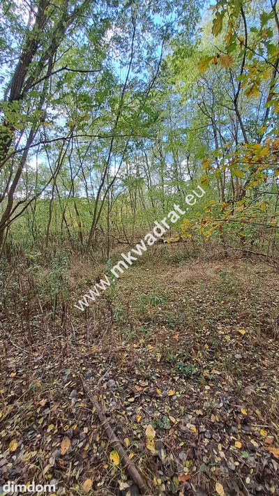⭐⭐⭐⭐ Pod INWESTYCJĘ, 8369 m2, pod Kampinosem ⭐⭐⭐⭐ - 3