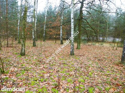 działka leśna z prawem zabudowy - 3