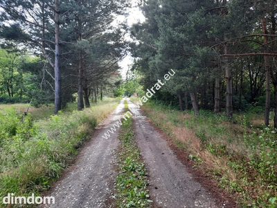 Działka budowlana na terenie leśnym MPZP