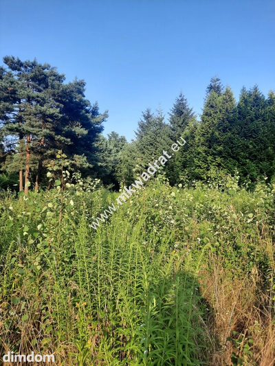 Działka przy lesie, Wiskitki 3 km