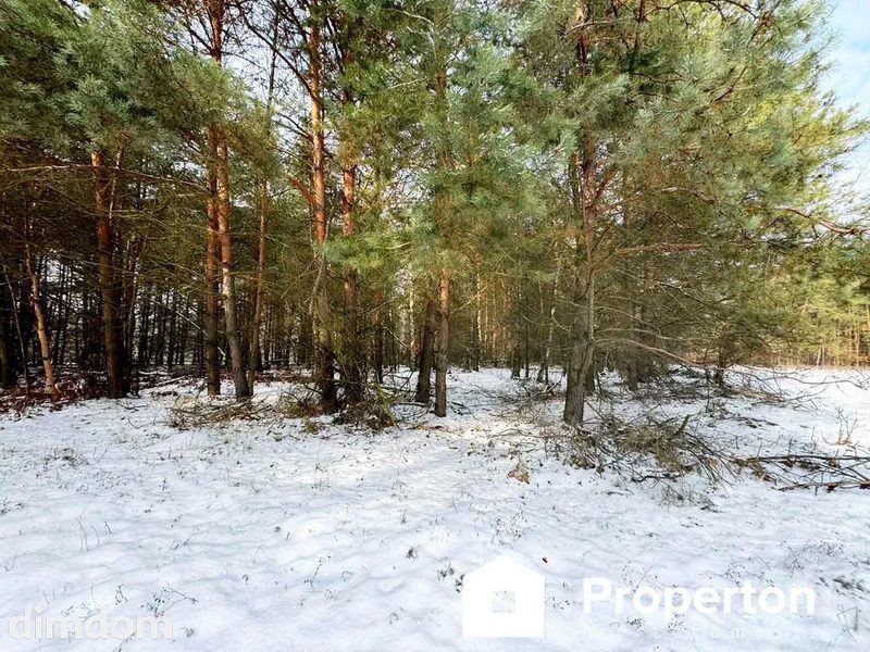 Na sprzedaż ponad hektar  lasu – Baranów /lubelski - 111220562.jpg