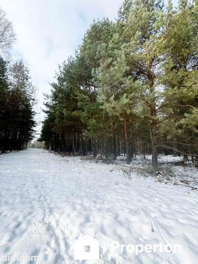 Na sprzedaż ponad hektar  lasu – Baranów /lubelski - 4