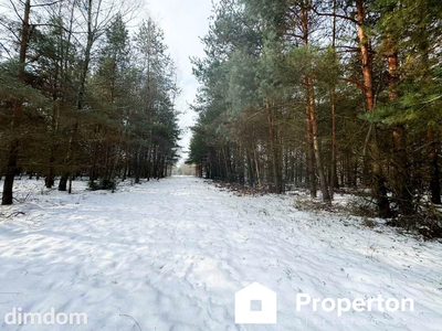 Na sprzedaż ponad hektar  lasu – Baranów /lubelski - 5