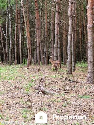 Prywatny azyl blisko Warszawy – działka 900m² - 4