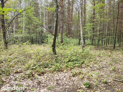Działka 2442m2 w Sokolnikach-Lesie 150zł/m2 - 2