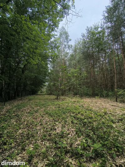 OKAZJA 160zł/m2 Sokolniki- Las - 4