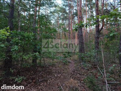 Do sprzedania działka o powierzchni 2 764 m2 położona w Puszczy Kampinoskiej w miejscowości Truskaw, gmina Izabelin. Działka w kształcie prostokąta o długości 70 m (od drogi) i szerokości 40 m. Dojaz… - 2