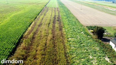 Miłków Kolonia. Piękna działka budowlana! - 5
