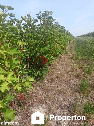 Gospodarstwo sadownicze 6,86 ha Franciszków - 2