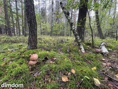 Twoje prywatne grzyby Działka 1993 m² Nowy Adamów - 3